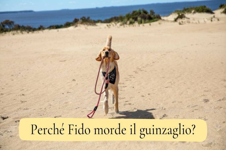 Cane morde il guinzaglio Fido morde il guinzaglio