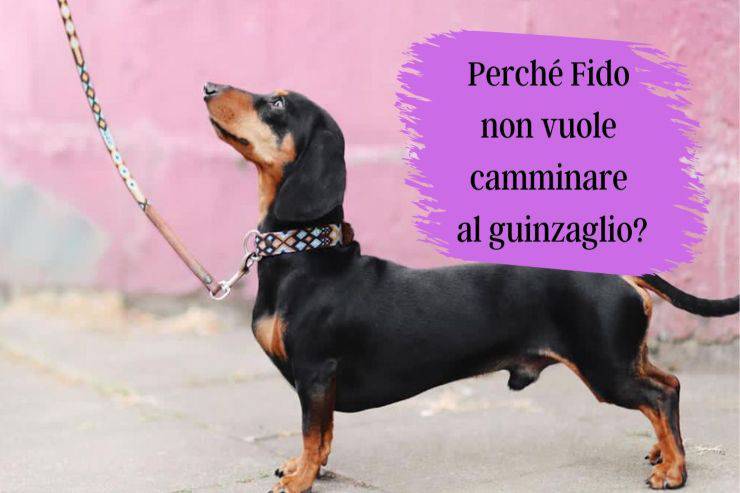 Cane rifiuta il guinzaglio e non vuole camminare Fido rifiuta il guinzaglio e non cammina
