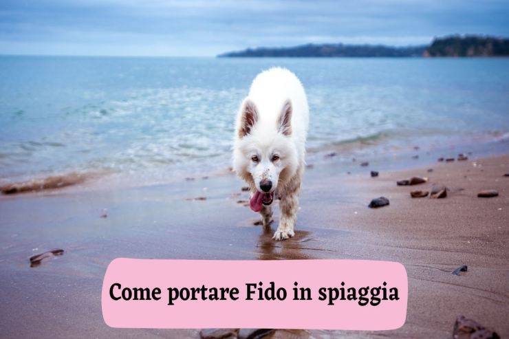 Portare il cane in spiaggia Andare con Fido in spiaggia
