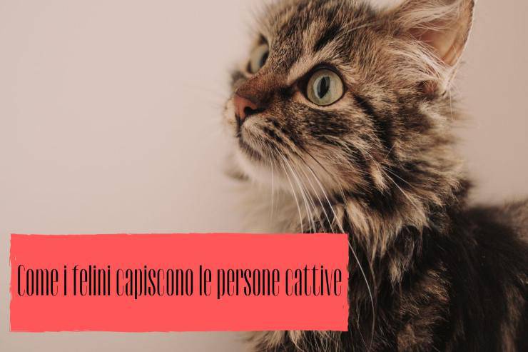I felini capiscono le persone cattive