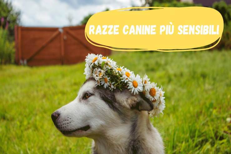 Razze canine più sensibili Razze di cani più sensibili