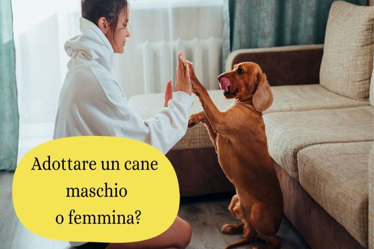 Adottare un cane maschio o femmina Adottare fido maschio o femmina
