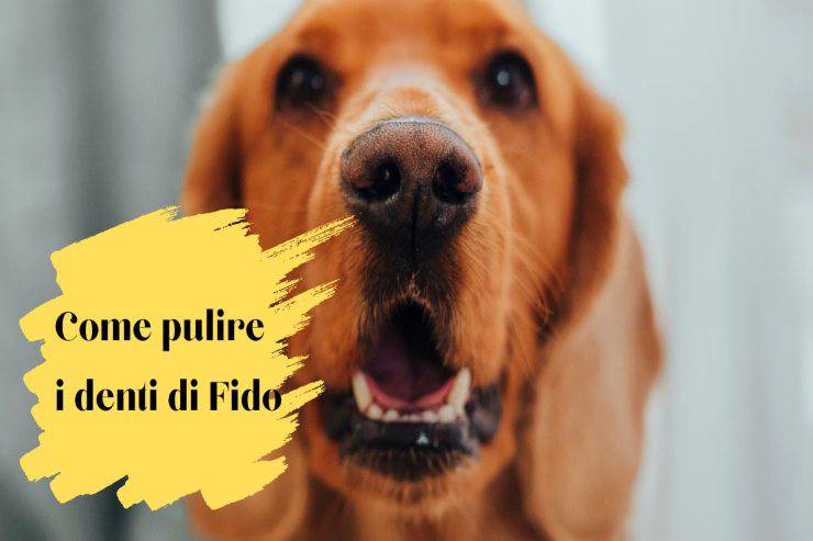 Pulire i denti del cane