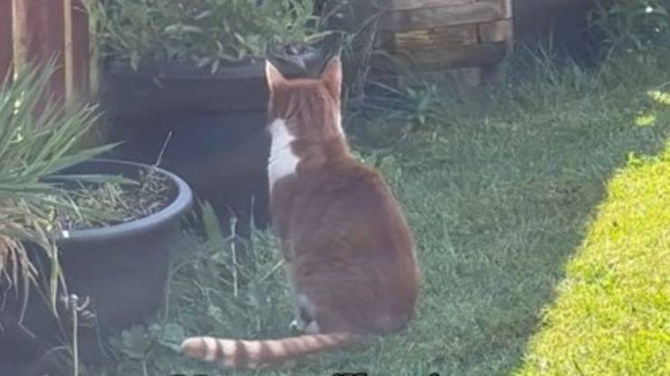gatto aspetta amico morto