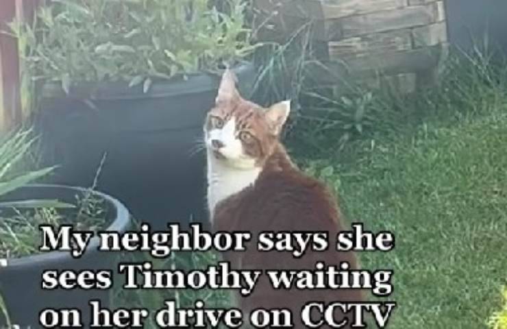 gatto aspetta il suo amico