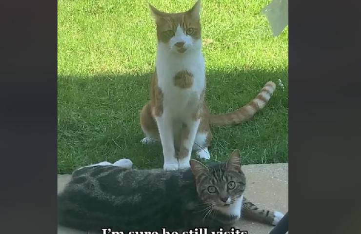 gatti amici