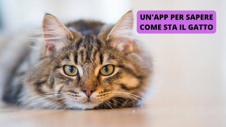 gatto in primo piano 