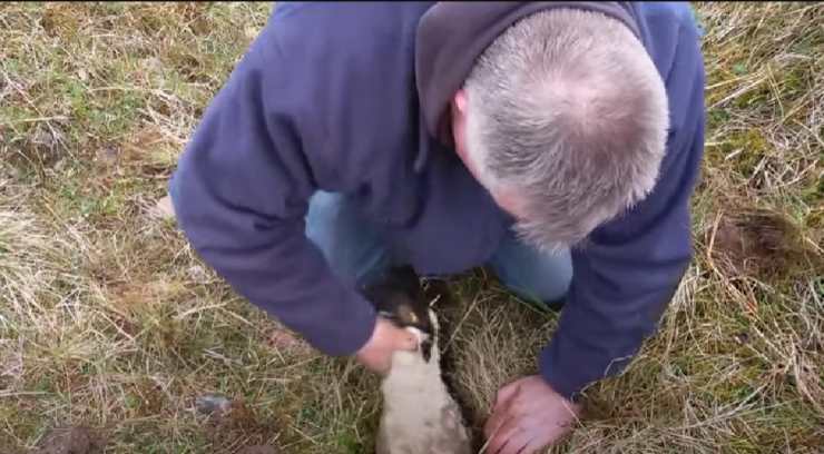 Uomo tira fuori agnello
