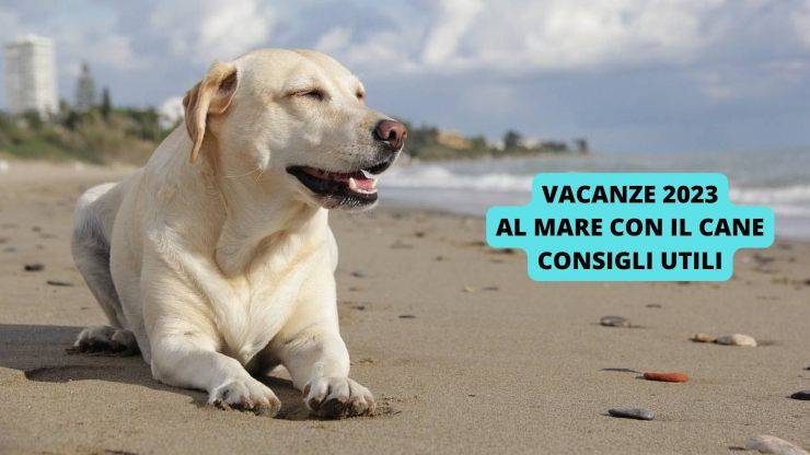 Cane sulla sabbia