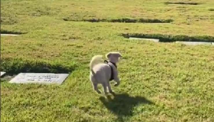 cane visita tomba video
