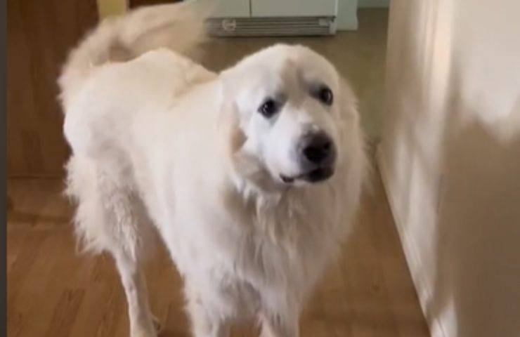 cane cucciolata conigli adottati