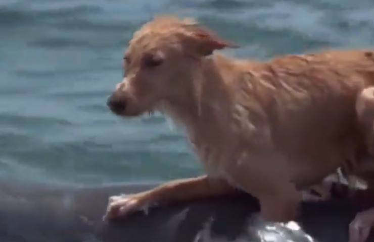 delfino salva cane