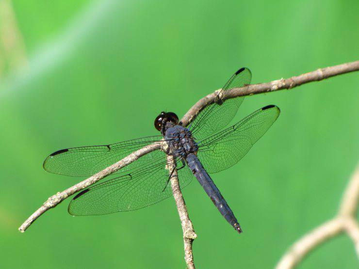libellula simula caduta evitare corteggiamento