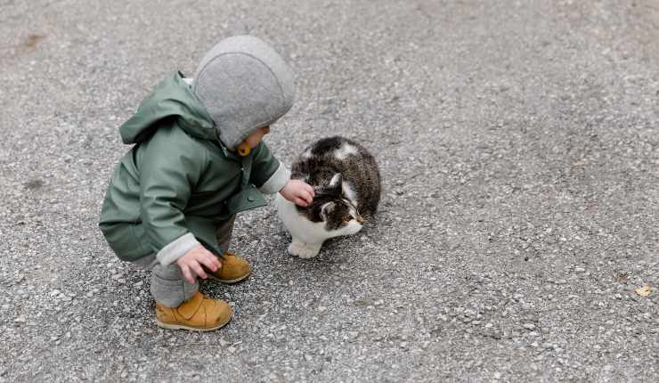 bambino accarezza gatto