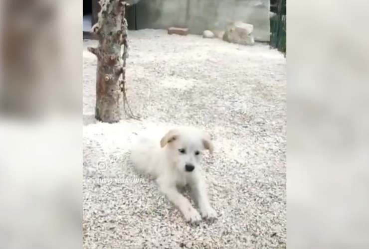 cane non adottato aspetto
