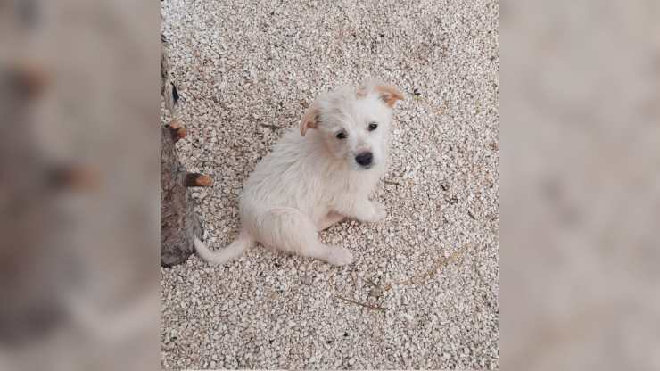 cucciolo rifiutato aspetto