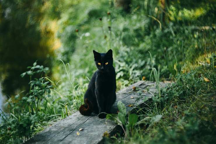 gatto nero