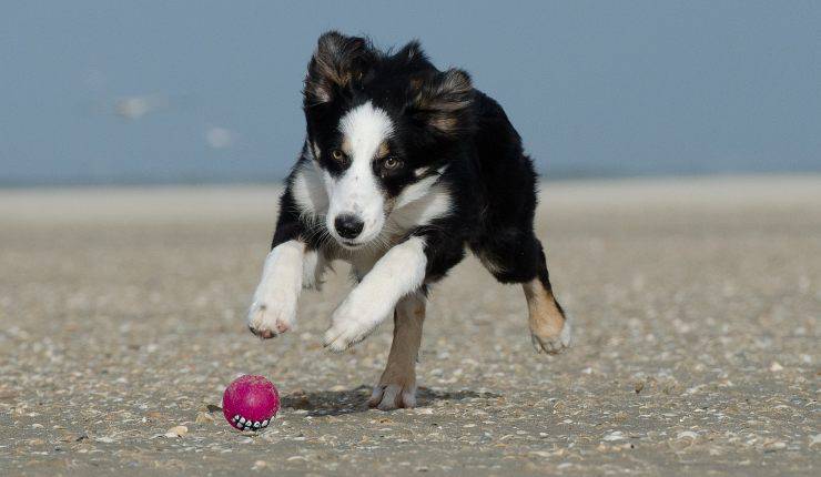 border collie gioca sulla sabbia