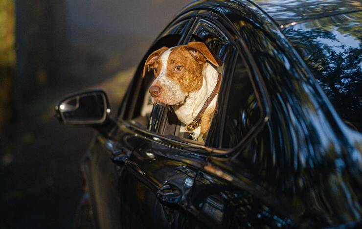 cane in auto
