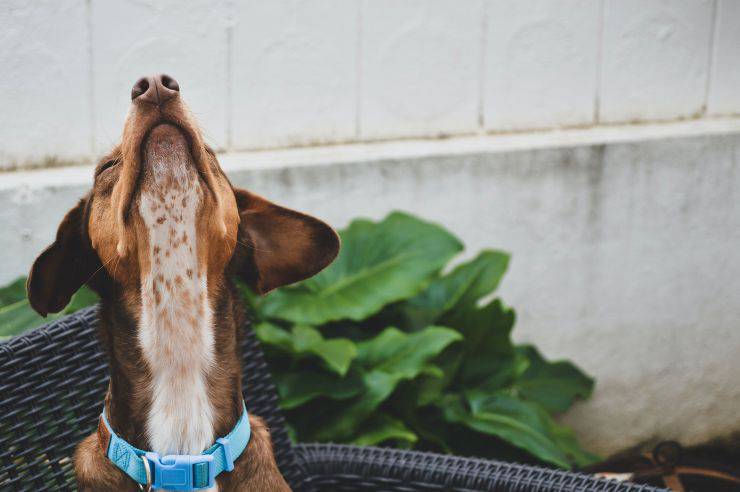Il cane con collare in casa