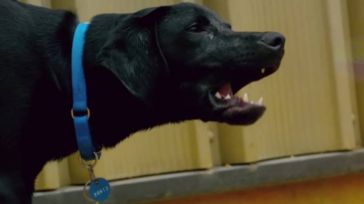 cane abbaia contro il muro