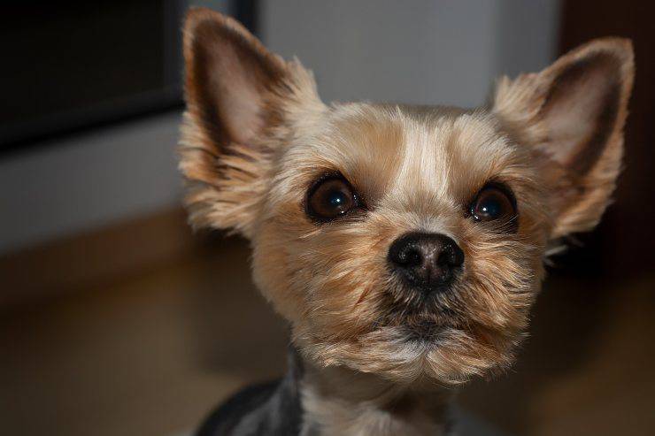 cane agitato 