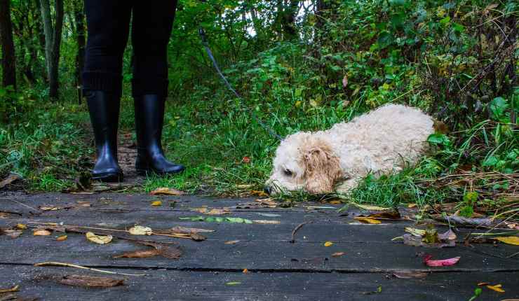cane annusa