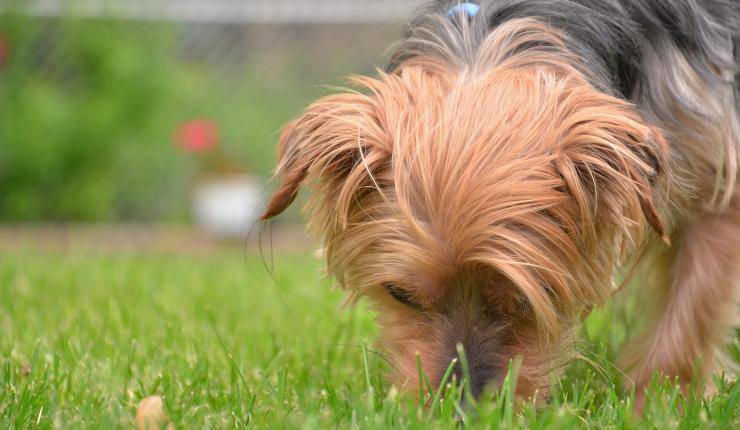 cane annusa l'erba