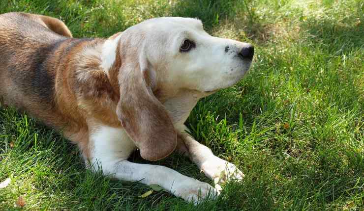 cane anziano