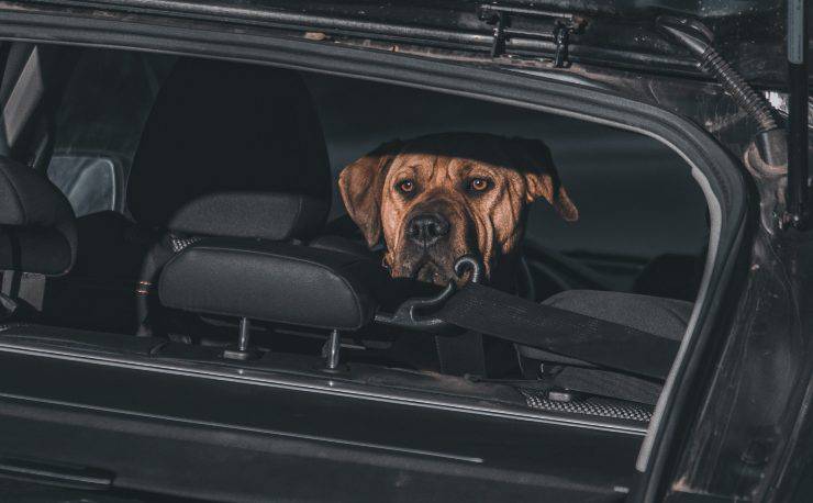 cane in auto