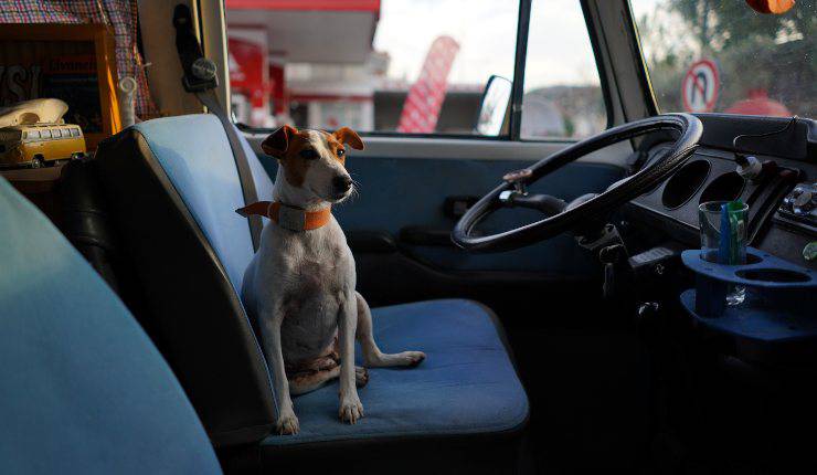 cane in auto