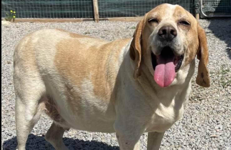 baldo cane passato difficile