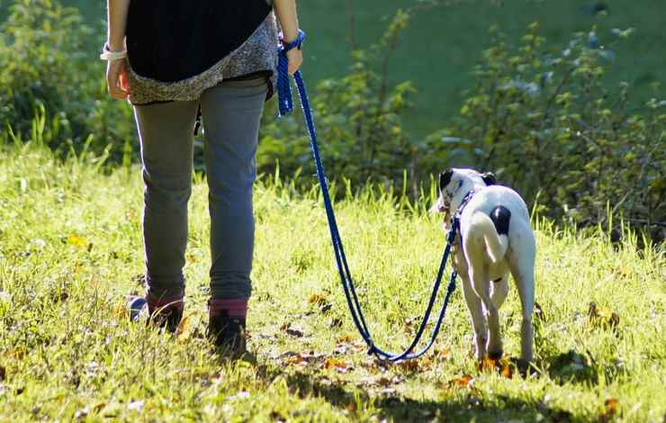cane al guinzaglio
