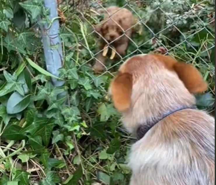 cagnolina rete cucciolo amico