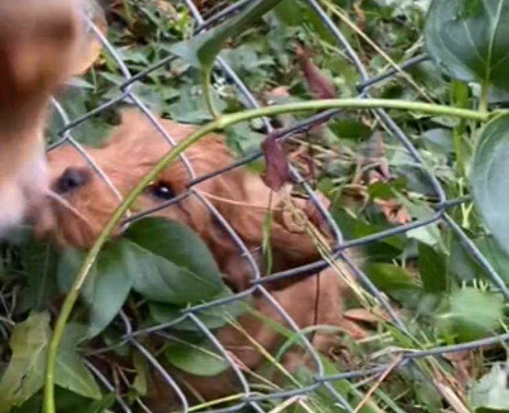 rete cucciolo vicini cagnolina