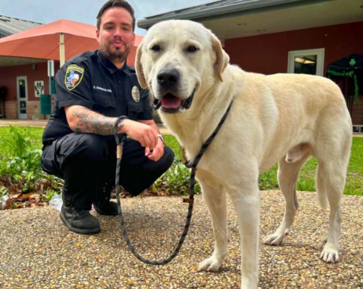 lucky cane labrador salvato