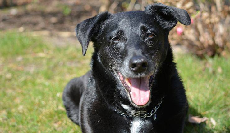 cane nero 