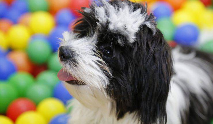 cane nelle palline colorate