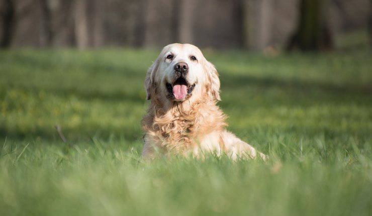 cane nel prato