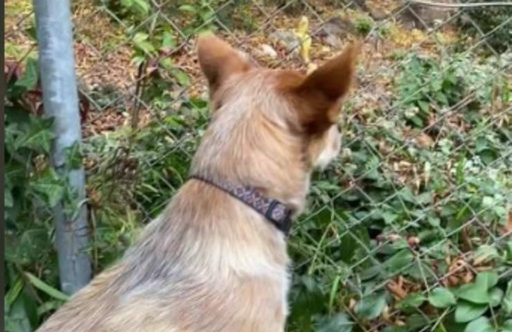 cane rete cucciolo amico