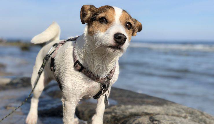 cane in spiaggia con guinzaglio