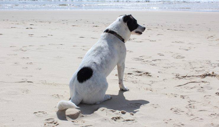 cane in spiaggia