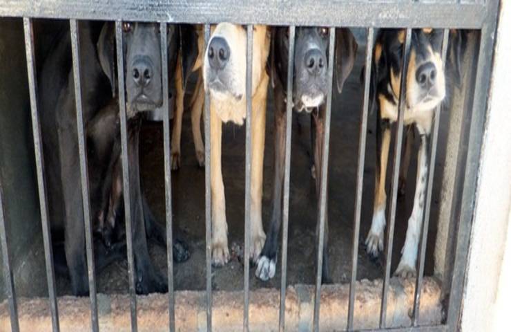 19 cani destinati al mattatoio salvati per miracolo