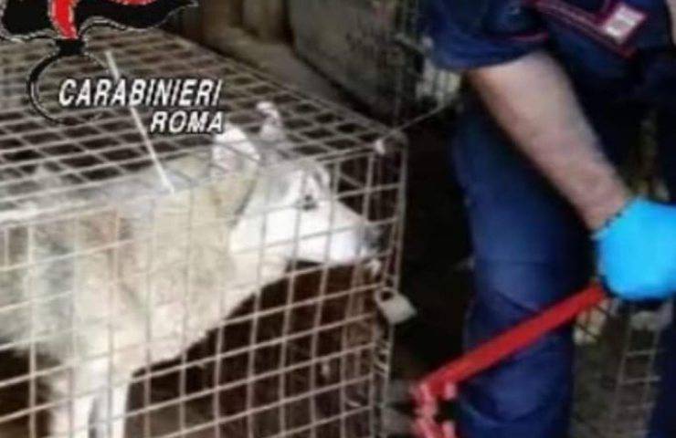 200 Cani chiusi in gabbia e costretti a vivere sui propri escrementi