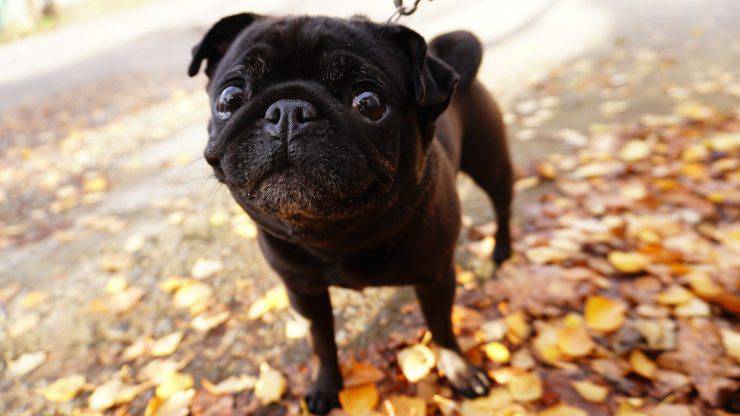 carlino 