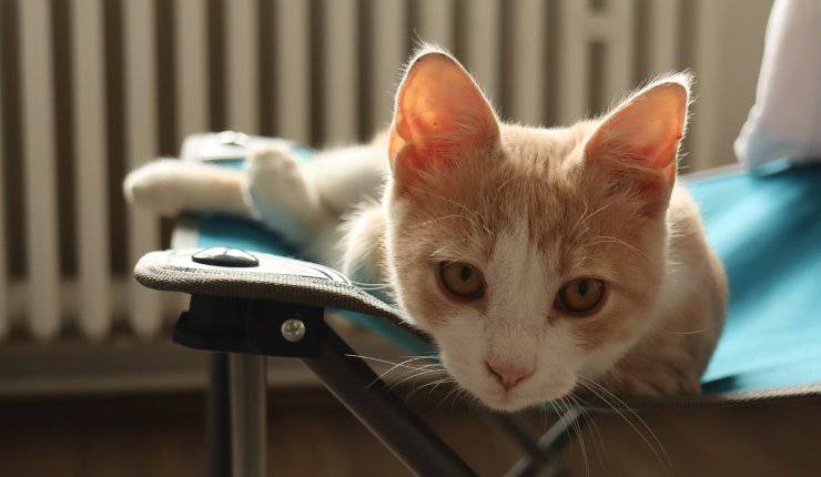 gatto in casa