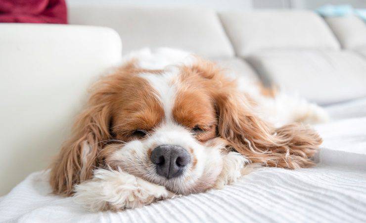 cane addormentato