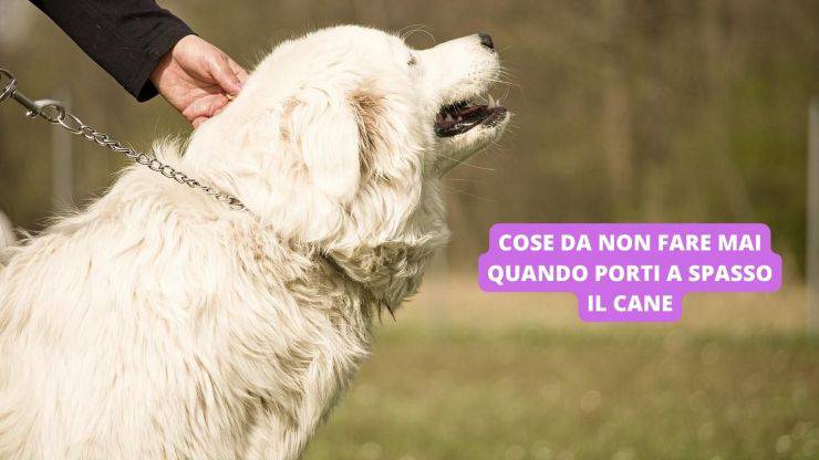 cane a spasso