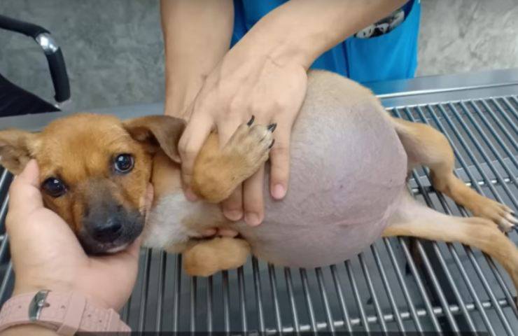 daisy cagnolina addome gonfio