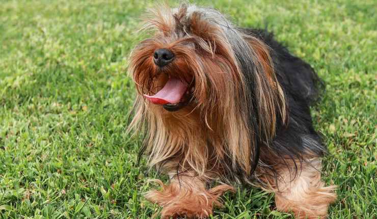 cane pelo lungo